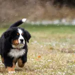 Cuccioli di allevamento: come mi devo comportare?