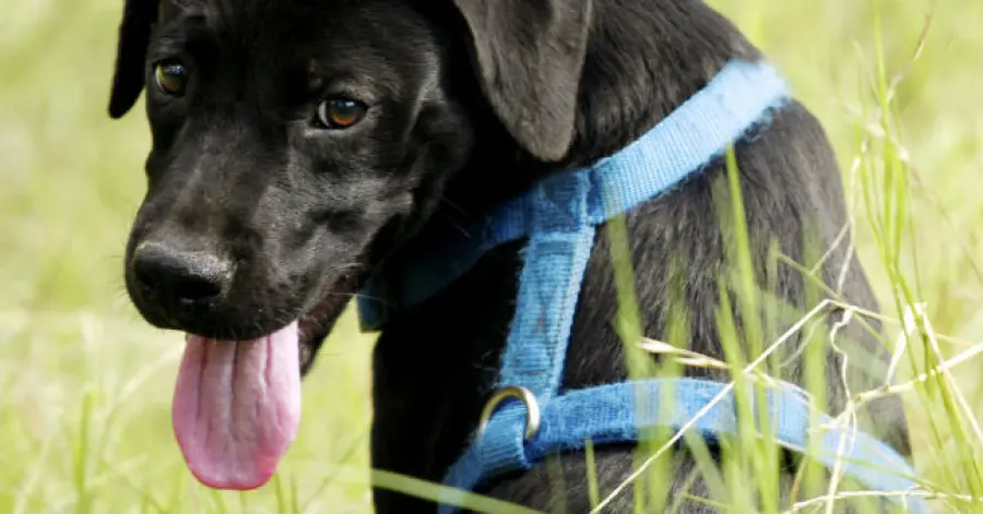 Pettorine per cani: come utilizzarle al meglio