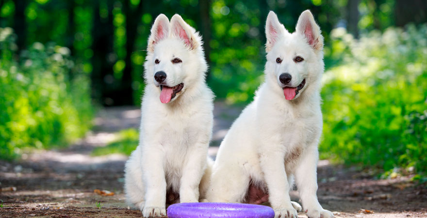 Il pastore svizzero bianco: un ottimo compagno di gioco
