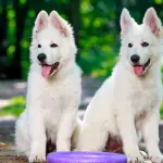 Il pastore svizzero bianco: un ottimo compagno di gioco