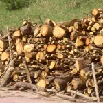 Legna da ardere: le fasi di combustione