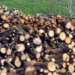 Le migliori essenze come legna da ardere