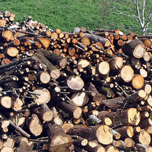 Le migliori essenze come legna da ardere