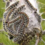 Technogreen e la cura della processionaria del pino