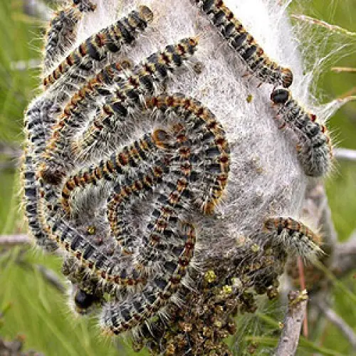 Technogreen e la cura della processionaria del pino