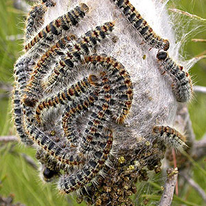 Technogreen e la cura della processionaria del pino