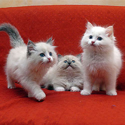 I Cuccioli di Ragdoll sono i migliori amici dei vostri bambini